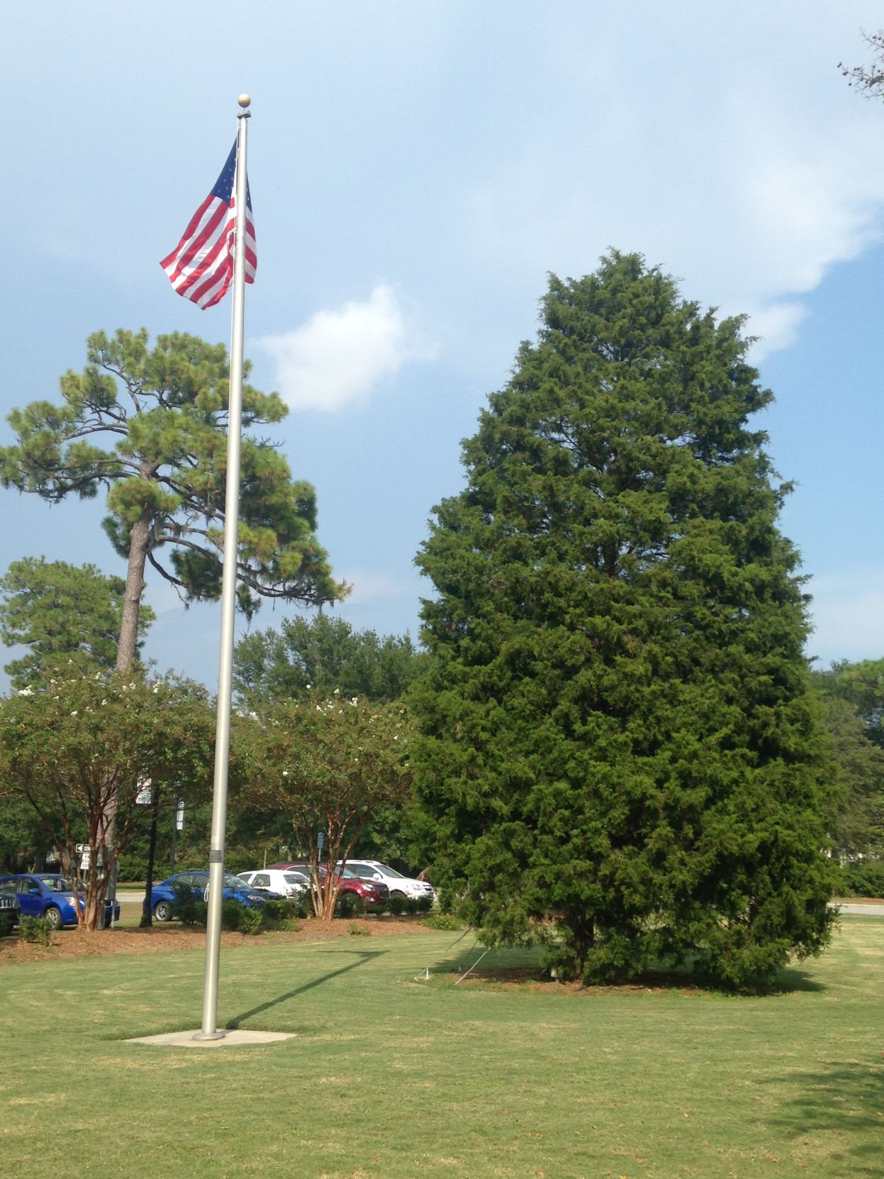 North Charleston tree (copy)